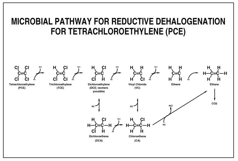 Microbial Pathway for Reductive Dehalogenation for Tetrachloroethylene (PCE)